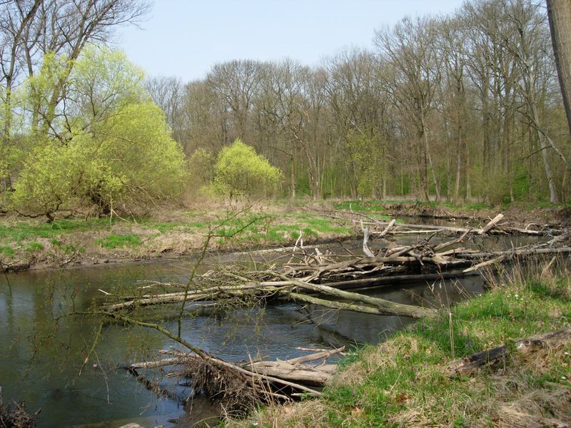 Krajina s rybníkem.