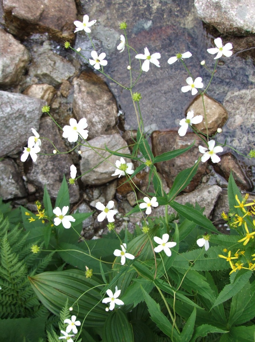 Ranunculus_platanifolious