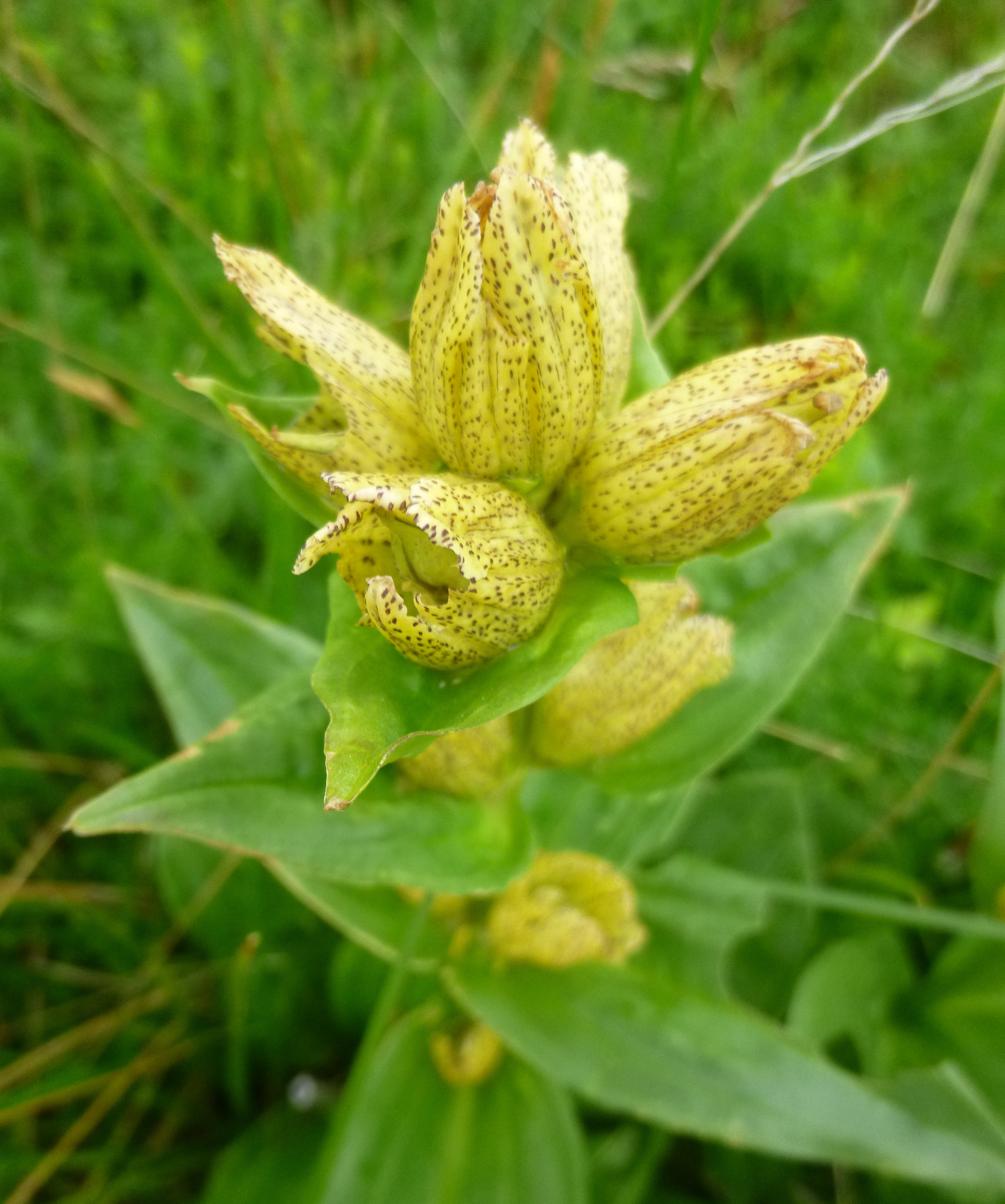 Gentiana punctata